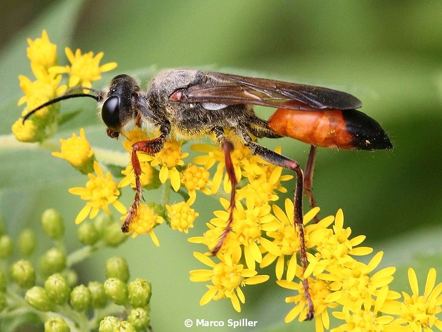 Sphecidae: Sphex flavipennis. Pi confacente S. funerarius, femmina